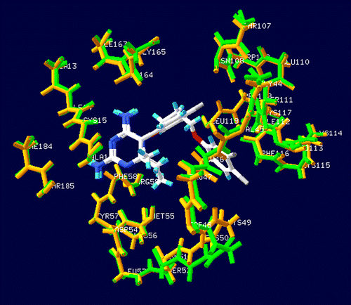 Figure 2.  The backbone superimposition between the X-ray PfDHFR/WR99210 complex structures of quadruple mutant (PDB entry 1J3K shown in green color) and PfDHFR/pyr double mutant (PDB entry 1J3J shown in orange color), indicating the similarity binding position of both of the inhibitors.