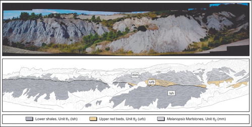 Figure 5. The spectacular badlands exposure near Spicchiaiola, in the central study area, reveals the presence of a previously unmapped surface of angular unconformity within the non-marine facies of the south-eastern Volterra Basin (depositional units tt1-tt2 boundary). The field of view is towards the east, and is ca. 1 km wide.