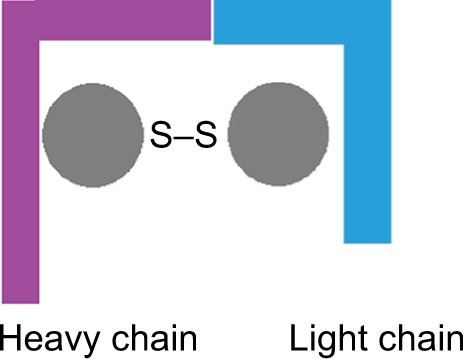 Figure 1 Botulinum neurotoxin consists of two amino acid chains connected by a disulfide bridge: a heavy amino acid chain with a molecular weight of 100 kDa and a light amino acid chain with a molecular weight of 50 kDa.Citation20
