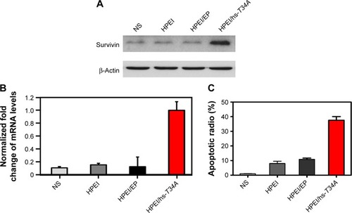 Figure 7 Anticancer effect of HPEI/hs-T34A complexes in vitro.Notes: (A) and (B) HPEI/hs-T34A complexes were transfected in SKOV3 cells for 48 hours, the expression of survivin was examined by Western blot assay (A) and real time RT-PCR (B). (C) SKOV3 cells were treated with NS, HPEI alone (50 μg), HPEI/EP (50 μg/5 μg), or HPEI/hs-T34A complexes (50 μg/5 μg) for 48 hours. Cells were then stained with propidium iodide to evaluate apoptotic ratio by flow cytometric analysis. All data were representative of three independent experiments.Abbreviations: HPEI, heparin–polyethyleneimine; hs, human survivin; RT-PCR, reverse-transcription polymerase chain reaction; EP, empty vector plasmid; NS, normal saline.