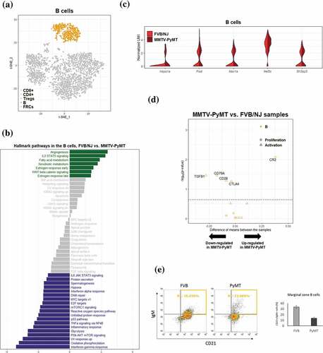 Figure 4. Differential transcriptomic analysis of B cells between the FVB/NJ and MMTV-PyMT samples