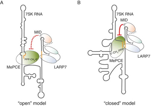 Figure 3. Models for the conformation of the 7SK RNA within the core 7SK snRNP. (A) In the ‘open’ structure model, the initial segment of the 7SK RNA is involved in basepairing interactions, which extend the stem of the 5ʹ terminal hairpin. In this conformation, the MID of LARP7 is not able to repress the catalytic activity of MePCE (represented by the red dashed lines). (B) In the ‘closed’ structure model, the 5ʹ end of the 7SK RNA basepairs with the basal region of HP4, joining the ends of the RNA. Consequently, LARP7 and MePCE are also in close spatial proximity and the MID of LARP7 inhibits MePCE by direct contacts (red lines)