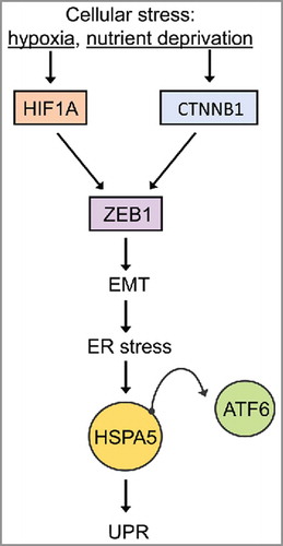 Figure 6. Hypoxia- and nutrient deprivation-induced stress cause EMT-mediated UPR. The relationship between EMT and ER stress. At the invasive front of CRCs, cellular stress conditions (hypoxia or changes in the microenvironment) induce EMT via activation of HIF1A or CTNNB1/β-catenin, which consequently leads to ZEB1 activation and EMT induction. EMT activates the UPR which induces the activation of UPR-related transcription factors (ATF6) (adapted from ref. Citation199).