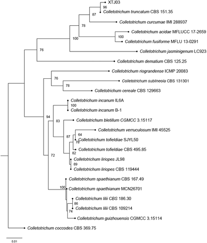 Fig. 3 Phylogenetic tree based on the sequences of ITS, actin, β-tubulin and histone genes of XTJ03 and related species. Gene sequences for the related species were obtained from Genbank. Colletotrichum coccodes was used as an outgroup.