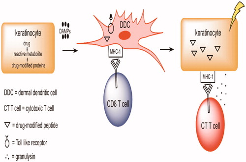 Figure 3. Hypothesis by which a drug can cause a serious drug rash. Keratinocytes can metabolize some drugs to reactive metabolites, especially through the formation of reactive sulfate conjugates. The reactive metabolites can both covalently bind to proteins and cause cell damage leading to the release of danger associated molecular pattern (DAMP) molecules. These DAMP can activate dermal DC through toll-like receptors (TLR) that, in turn, can activate inflammasomes. In addition, the DC also process drug-modified proteins leading to drug-modified peptides. When presented in the context of major histocompatibility complex-1 (MHC-1), these peptides can be recognized by T-cells with the appropriate T-cell receptor. This can lead to the production of CTL that kill keratinocytes that express the drug modified peptides. This is grossly oversimplified as many other cells, such as TH cells, are also involved, many other molecules such as chemokines and cytokines are involved, and the initial activation of T-cells occurs in lymph nodes, not in the skin. There are also mechanisms that can lead to immune tolerance, such as activation of Treg cells that prevent serious skin rashes in most individuals.