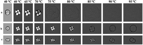 Figure 5. Gelatinization process of starch granules. a) Individual starch granule from normal maize; b) individual and c) aggregate granules from high-amylose maize. The first column showed the micro-morphologies of granules under normal light before gelatinization. The next columns showed the micro-morphologies of granules under polarized light at different temperatures. Scale bar = 10 μm. Data from Cai et al. (Citation2014).Figura 5. Proceso de gelatinización de los gránulos de almidón. a) Gránulos de almidón individual de maíz normal; gránulos de almidón b) individual y c) agregados de maíz alto en amilosa. La primera columna muestra las micro-morfologías bajo luz normal antes de la gelatinización. Las siguientes columnas muestran las micro-morfologías bajo luz polarizada a diferentes temperaturas. Escala = 10 μm. (Cai et al. (Citation2014).