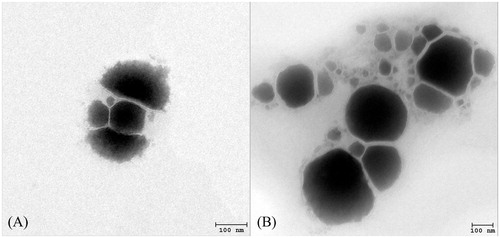 Figure 2. TEM images of the PE (A) and TPE (B) in the gel formulations at the magnification of ×20 000.