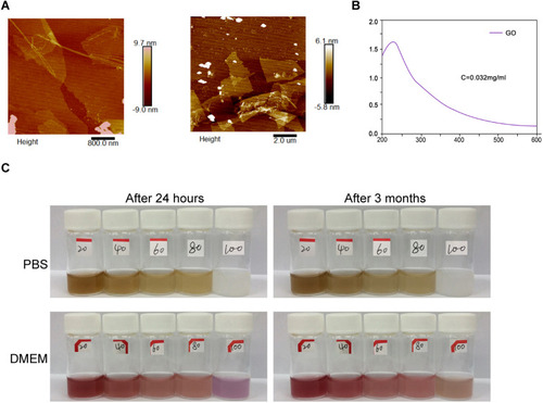 Figure 1 GO and GO-PEI-PEG-CPP preparation and Characterization. (A) The representative AFM images of GO were demonstrated. (B) The UV-Vis absorption spectra of GO were shown. (C) The stability of GO-PEI-PEG-CPP was analyzed.