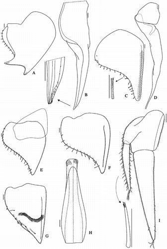 Figure 5 Benthana schmalfussi n. sp. (male paratype). A: pleopod 1 exopod; B: pleopod 1 endopod; C: pleopod 2 exopod; D: pleopod 2 endopod; E: pleopod 3; F: pleopod 4 exopod; G: pleopod 5 exopod; H: genital papilla; I: uropod. Scales: 0.1 mm.
