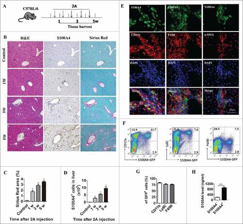 Figure 2. Anti-CD137 mAb treatment induce the infiltration of a large number of S100A4+ macrophages. (A) Schematic representation of the 2A-induced chronic liver injury model. 6-week-old C57BL/6 mice were treated with 100 µg 2A or RatIg weekly for 5 weeks. Liver tissue was harvested at the indicated time points for further observation. (B) Histological characterization of liver fibrosis and S100A4+ cell accumulation. Consecutive sections were stained with H&E, Sirius Red, or the anti-S100A4 antibody. Scale bar, 50 μm. (C) Quantification of Sirius Red areas in the liver sections. #p < 0.05. (D) To detect the number of S100A4+ cells that infiltrated the liver, S100A4+/+.GFP transgenic mice were treated with 2A as described above. Total numbers of GFP+ cells in the liver (calculated by multiplying the absolute number of liver non-parenchymal cells by the percentage of GFP+ cells) of the untreated (control) or 2A-treated mice at each time point were monitored. Statistical analysis was performed to compare the control group and the 2A-treated groups at different time points (n = 3 per group) after 2A injections. #p < 0.05. (E) Double immunohistochemical (IHC) staining of S100A4 (green) with CD11b, F4/80, or α-SMA in the liver tissue. Nuclei were counter-stained with DAPI (blue). Note that most of the S100A4+ cells were also positive for CD11b and F4/80 (yellow), but not α-SMA. Scale bar, 50 μm. (F-G) Flow cytometry analysis of the phenotypes of S100A4+ cells in the liver of S100A4+/+.GFP mice treated with 2A by staining GFP+ cells with CD11b, Ly6C and F4/80 antibodies. (H) S100A4 concentrations in the cultured supernatant of S100A4+ CD11b+ cells or S100A4− CD11b+ cells as detected by ELISA. ##p < 0.01.