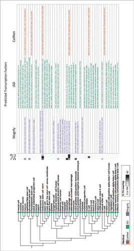 Figure 2. Subset of cell-type ontology tree of transdifferentiation. Cell-types available for transdifferentiation from fibroblast by each method is mapped onto the UBERON cell-type ontology tree. The pie charts indicate which of the methods provide a prediction for the cell-type on the tree. The heatmap represents the overlap of the predicted TFs between methods (i.e. Mogrify and JSD is M:J, JSD and CellNet is J:C and CellNet and Mogrify is C:M). The table provides the set of TFs predicted by each method for conversion from fibroblast. If there are more than one predictions mapped to the cell-type node, then it is denoted by * and the number of asterisks indicates the number of addition.