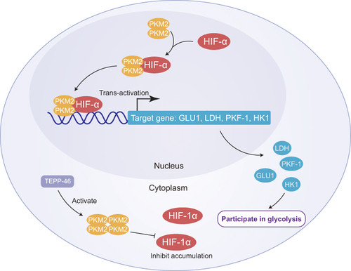 Figure 1 Diagram of the role of PKM2 in diabetes. Dimeric PKM2 translocates into the nucleus wherein it can interact with HIF-1a, serving as a transcriptional activator to promote HIF-1a expression and the upregulation of a range of glycolysis-related genes including GLUT1, LDH, PKF-1, and HK1, thereby enhancing glycolytic activity. TEPP46 inhibits the accumulation of HIF-1a by activating dimeric PKM2 to form tetrameric PKM2 which translocates into the cytoplasm.