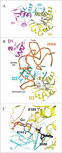 Figure 2. Crystal structure of archaeal Trm5. (A) Structure of Trm5 in complex with SAM (PDB id : 2YX1). The three domains of Trm5 are color coded and labeled. SAM is depicted as a stick model with black for carbon atoms. (B) Ternary structure of Trm5 in complex with tRNALeu and SAM (PDB id : 2ZZM). G37 of tRNALeu is shown as a stick model with orange for carbon atoms. (C) The active site of Trm5 in which the side chains of R145 and the proposed catalytic residue E185 are shown as stick models. Figures 1–6 are made using PyMOL (www. pymol. org).