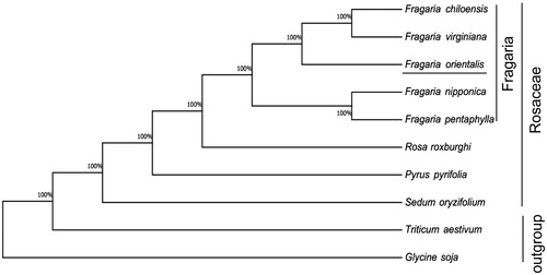 Figure 1. Maximum likelihood phylogenetic tree of F. orientalis with seven other species in the Rosales based on complete chloroplast genome sequences, while using Glycine soja and Triticum aestivumas outgroup. Accession numbers are listed as below: Fragaria chiloensis (NC_019601), Fragaria nipponica (NC_035500), Fragaria pentaphylla (NC_034347), Fragaria virginiana (NC_019602), Pyrus pyrifolia (NC_015996), Rosa roxburghii (NC_032038), Sedum oryzifolium (NC_027837), Glycine soja (NC_022868.1), and Triticum aestivum (NC_002762).