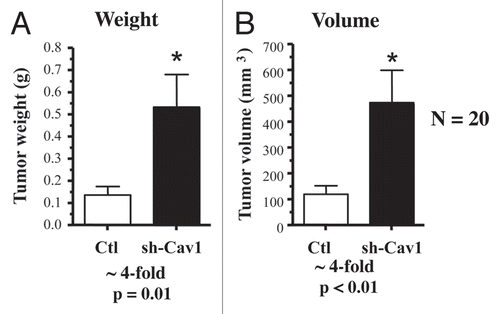 Figure 2 Targeted knock-down of Cav-1 in stromal fibroblasts dramatically promotes breast cancer tumor growth. Control or Cav-1 knock-down fibroblasts (300,000 cells) were co-injected with MDA-MB-321 cells (1 million cells) in the flanks of nude mice. After 4.5 weeks post-injection, the tumors were harvested. Note that relative to control fibroblasts, Cav-1 knock-down fibroblasts increased tumor mass by ∼4-fold (A) and increased tumor volume by ∼4-fold (B). An asterisk indicates that p ≤ 0.01. Fibroblasts injected alone did not form tumors. MDA-MB-231 cells injected alone, behaved as MDA-231 cells injected with control fibroblasts. N = 20 flank injections for each experimental group. Ctl, control sh-RNA; sh-Cav1, harboring sh-RNA targeting Cav-1.