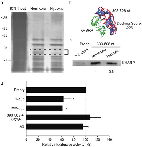 Figure 5. The fourth quarter fragment (393–508 nt) represses NDRG1 promoter activity by down-regulation of KHSRP under hypoxia. (a) Gel electrophoresis of nuclear proteins after RNA pull-down assays. The experimental conditions were the same as in Figure 2. (b) Bioinformatics prediction of docking between NDRG1-OT1 (393–508 nt) and KHSRP (green). Protein 3D structure of KHSRP was modeled by Phyre2 [Citation35]. The docking was predicted by HDOCK [Citation36]. nt: nucleotides. (c) Western blotting of KHSRP to validate the results of pull-down assays and mass spectrometry analysis. (d) Luciferase expression via NDRG1 promoter activity in cells overexpressing KHSRP. HEK293T cells treated with CoCl2 were co-transfected with the Firefly luciferase and the fourth quarter fragment (393–508 nt) in the absence/presence of KHSRP for 24 h. The results shown are the means ± SDs of at least 3 separate experiments. *: P < 0.05.