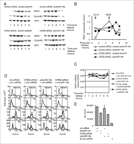 Figure 5. Depletion of CPEB1 or miR-15b affects both the cell-cycle-dependent accumulation of WEE1 and cell-cycle progression. (A) Cells were transfected with a siRNA to CPEB1, an antisense to miR-15b, or control molecules as indicated and submitted to a double thymidine block as in Fig. 4; WEE1 or Cyclin B1 expression was monitored by Western blot. (B) Quantification of the Western blots shown in (A) after standardization to actin. (C) WEE1 mRNA expression in the same cells, monitored by Q-RT-PCR. (D) Cell-cycle distribution (analyzed by FACS) of HeLa cells after depletion of CPEB1 and/or miR-15b. (E) HeLa cell-count after CPEB1 and/or miR-15b depletion.