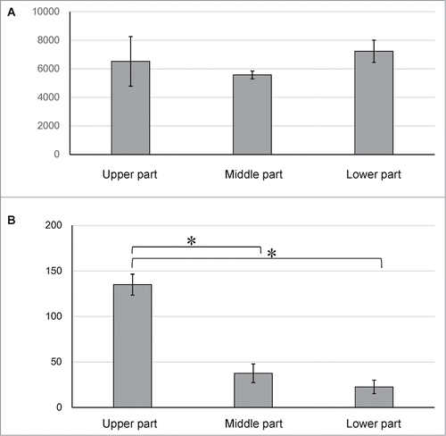 Figure 2. (A) Total cell number differentiated from the upper, middle and lower part of the hair follicle. (B) The number of cardiac muscle cells differentiated from the upper, middle and lower parts of the hair follicle. *P < 0.01 vs upper part.