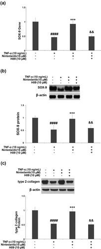 Figure 7. Blockage of the PKA/CREB signaling with H89 abolished the protective effects of Nintedanib against TNF-α- induced reduction of SOX-9 and collagen type II. Cells were stimulated with TNF-α (10 ng/mL) with or without Nintedanib (15 μM) and H89 (10 μM) for 24 hours. (a). Gene levels of SOX-9; (b). Protein levels of SOX-9; (c). Protein levels of type 2 collagen (####, P < 0.0001 vs. Vehicle group; **, ***, P < 0.01, 0.001 vs. TNF-α group).