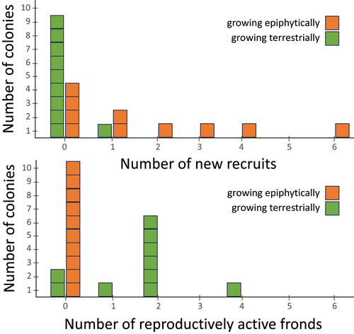 Figure 3. Rates of colony development (top graph) and spore production (bottom graph) in 10 staghorn fern individuals planted epiphytically (on vertically oriented boards, orange symbols) and 10 individuals planted terrestrially (in soil, green symbols). When exposed to standardized (full sun) conditions terrestrial colonies tend to remain solitary, while those growing epiphytically, without access to elevated water and nutrients, begin to form colonies. Plants exposed to high light, water, and nutrient conditions (conditions which are generally not available innature) begin to reproduce via spores.