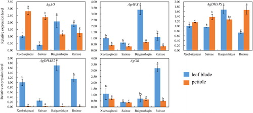 Figure 6. Transcriptional levels of genes involved in AsA recycling and degradation in leaf blades and petioles of ‘Xuebaiqincai’, ‘Saixue’, ‘Baiganshiqin’ and ‘Ruixue’.