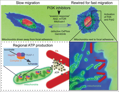 Figure 1. PI3K repositions mitochondria to increase tumor cell invasion. In this schematic representation, tumor cells are drawn based on representative cellular morphology and actual mitochondrial localization. Mitochondria are green, cytoskeleton is blue and the nucleus is red. Top, Treatment of tumor cells with PI3K inhibitors used in the clinic initiates a compensatory adaptive response centered on reactivation of Akt2 and mTOR. As a result, mitochondria travel to the cortical cytoskeleton, a process that requires elongation (Mitofusin1) and active mitochondrial respiration (OxPhos). Bottom, Rewired cells juxtapose mitochondria to focal adhesions (FA), where they provide a regional source of energy and accelerate focal adhesion dynamics. The mitochondrial Hsp90 chaperones overcome metabolic stress and maintain OxPhos by folding complex II. A mitochondrially-targeted Hsp90 inhibitor, Gamitrinib, prevents PI3Ki-induced pro-invasive responses.