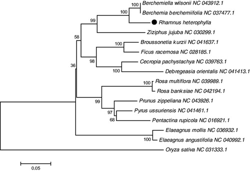 Figure 1. The phylogenetic tree was constructed using chloroplast genome sequences of 15 species within the Rhamnaceae family and Oryza sativa as an outgroup based on the neighbor-joining method using 500 bootstrap replicates. Chloroplast genome sequences used for this tree are Berchemiella wilsonii NC_043912.1, Berchemia berchemiifolia NC_037477.1, Broussonetia kurzii NC_041637.1, Cecropia pachystachya NC_039763.1, Debregeasia orientalis NC_041413.1, Elaeagnus mollis NC_036932.1, Elaeagnus angustifolia NC_040992.1, Ficus racemosa NC_028185.1, Oryza sativa NC_031333.1, Pentactina rupicola NC_016921.1, Prunus zippeliana NC_043926.1, Pyrus ussuriensis NC_041461.1, Rosa banksiae NC_042194.1, Rosa multiflora NC_039989.1, Ziziphus jujuba NC_030299.1.