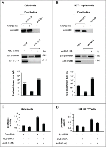 Figure 2. Analysis of the interaction between rpL3 and p21 gene promoter in response to ActD treatment. Protein samples of DNA-rpL3 or DNA-IgG immunocomplexes from (A) Calu-6 cells and (B) HCT 116 p53-/- untreated or treated with 5 nM Act D for 24 h were analyzed by western blotting assay with antibodies against rpL3. Note the absence of signal in DNA-IgG immunocomplex. The same DNA-immunoprecipitates were subjected to qPCR with primers specific for the proximal region of p21 gene promoter or control loci (p21 3'-UTR). (C) Calu-6 cells and (D) HCT 116 p53-/- cells were transiently cotransfected with the full-length p21 promoter luciferase reporter plasmid and siRNA specific for rpL3 (rpL3-siRNA) or scrambled siRNA (Scr-siRNA). Then, cells were treated with 5 nM of Act D for 24 h or untreated. Analysis of the relative luciferase activity, normalized against Renilla Luciferase (pRL) activity, of the samples is shown.