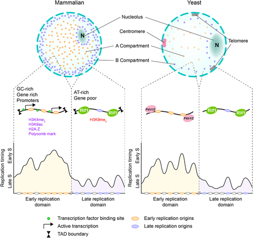 Figure 3. Nuclear organization of replication origins. Genome organization of replication domains in (a) mammalian and (b) yeast. In both models, early replicating domains are clustered in the center region while late replicating domains are at peripheral region. (a) In metazoans, early replication domains are gene-rich, GC-rich, and enriched with regulatory elements like promoters and enhancers, the TAD boundary is insulated by CTCF. Late replicating domains are AT-rich and gene-poor. (b) In yeast, early replicating domains are mediated mainly by Fkh1/2, the late replicating domains are located at telomeric regions and mediated by Rif1.