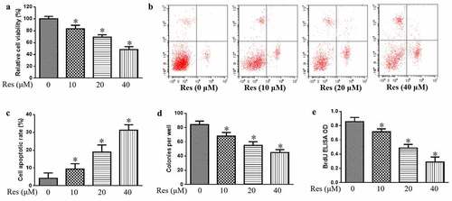 Figure 1. Effects of resveratrol (Res) on malignant phenotype of OSCC cells. Treated cells were assayed for (a) viability, (b) apoptosis, (c) colony-forming ability, and (d) proliferation based on BrdU incorporation. *P< 0.05 vs. Res 0 μM control