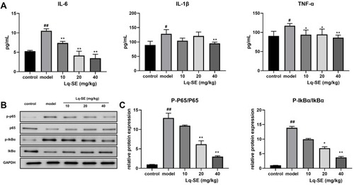 Figure 9 Lq-SE treatment suppresses cardiac inflammation induced by DOX in mice. (A) IL-6 levels, IL-1β levels, and TNF-α levels in hearts were determined by ELISA (n=8). (B) Representative Western blot images of p65, p-p65, p-IκBα, and IκBα protein expression. (C) The band densities were quantified and normalized to the band density of GAPDH, and the values given are the means ± SDs (n = 3). # P < 0.05 and ## P < 0.01 versus the control group; * P< 0.05 and ** P< 0.01 versus the DOX group.