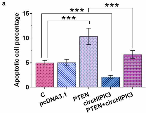 Figure 5. Overexpression of circHIPK3 suppressed the apoptosis of AC16 cells induced by high glucose through PTEN.