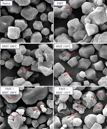 Figure 4. Morphological characteristics of modified gadung starch by FMT and HMT at a magnification of 7000X. Pores and cracks were marked by red arrows.