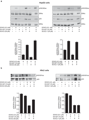 Figure 7. Effects of SCIC2 and SCIC2.1 on p53 acetylation. (a−b) Western blot analyses for p53 and p53K382/381ac from whole extracts of HepG2 and H9c2 cells treated with indicated compounds at indicated doses and times. Band quantification was performed using ImageJ software. Values are mean ± SD; experiments were performed in triplicate.