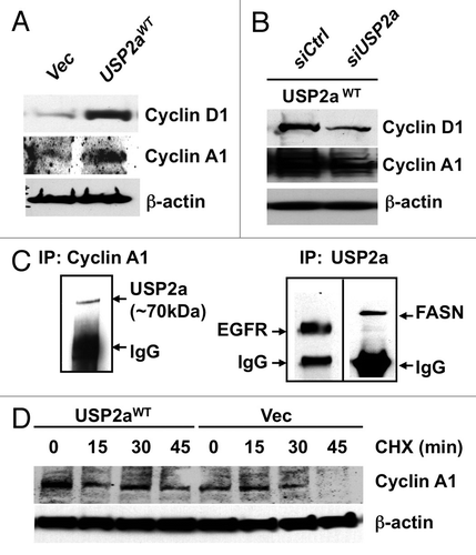 Figure 5 USP2a stabilized cyclin A1. (A) USP2aWT expressing T24 cells expressed higher level of cyclin D1 and cyclin A1. (B) USP2a-targeted oligos, siUSP2a, reversed an increase of cyclin D1 and cyclin A1. (C) Physical interaction of USP2a and cyclin A1. Whole-cell lysates (200 µg) from T24 cells were applied to immunoprecipitation (IP) with anti-cyclin A1 antibody, and IP product was blotted with anti-USP2a antibody (∼70 kDa). The reciprocal co-immunoprecipitation assay was not applied due to no difference between cyclin A1 and IgG (50–55 kDa), although the IP itself was working and we could detect EGFR and FASN co-immunoprecipitated with USP2a. (D) Cyclin A1 degradation was measured in absence or presence of 10 µg/ml CHX in the T24-USP2aWT and T24-Vec cells.