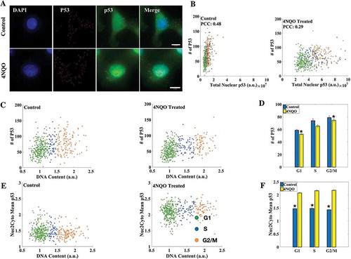 Figure 4. Transcriptional and translational regulation of P53. (a) smFISH for P53 RNA was combined with IF for p53 protein in A549 cells (scale bar: 10 μm). (b) Correlation between P53 mRNA number and protein levels decreased in DNA damaged cells. (c, e) Cell cycle distribution of P53 mRNA number and nuclear-to-cytoplasmic ratio of mean levels of p53. (d) Mean P53 mRNA counts in DNA damaged and control cells in respective cell cycle phases. mRNA count is consistently lower in DNA damaged cells. The average numbers of P53 mRNA in control cells in G1, S and G2/M phases of the cell cycle are 59 ± 1, 73 ± 3, 79 ± 3 while for DNA damaged cells they are 52 ± 1, 65 ± 2, 74 ± 3. (f) Nuclear to cytoplasmic ratio of mean levels of p53 protein goes up in DNA damaged cells and remains constant throughout the cell cycle in both DNA damaged and control cells. All differences are significant with p-value < 0.05 (K-S test). (Errorbars are standard errors. The analysis was done on 410 cells each. See also Supplementary Figures S5, S6-A, S6-B and S7.).