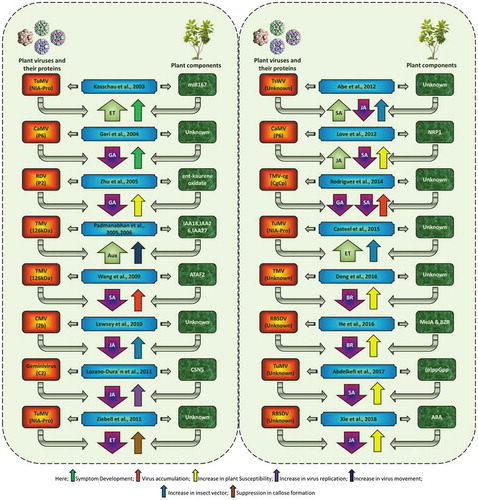 Figure 1. Role of phytohormones in plant–virus interactions. Here, some abbreviations include IAA (indole acetic acid), NRP1 (neuropilin-1), and MeJA (methyl jasmonate). BZR (brassinazole), (p)ppGPP (nucleotides guanosine tetraphosphate and pentaphosphate), ABA (abscisic acid), TuMV (Turnip mosaic virus), CaMV (Cauliflower mosaic virus), RDV (Rice dwarf virus), TMV (Tobacco mosaic virus), CMV (Cucumber mosaic virus), TsWV (Tomato spotted wilt virus), and RBSDV (Rice black-streaked dwarf virus). The articles cited include Refs. Citation29–Citation45.