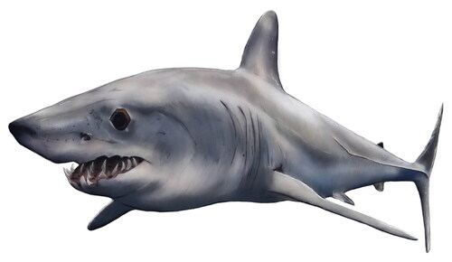 Figure 10. Shark illustration.