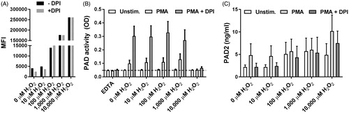 Figure 3. PAD activity and PAD2 release in stimulated leukocytes in the presence of H2O2. (A) Leukocytes were exposed to various concentration of H2O2 in the absence and presence of DPI. Histograms show the median fluorescence intensity (MFI) of rhodamine-123 in CD15-positive, live (NIR-negative) granulocytes. (B) Microtiter wells coated with human fibrinogen were incubated for 3 h at room temperature with unstimulated or PMA-stimulated leukocytes resuspended in RPMI medium containing 5% normal human serum with or without DPI and various concentrations of H2O2. Citrullination of fibrinogen was measured using mAb 20B2 as detecting antibody. Bars and error bars show mean and SEM of experiments involving four healthy donors. (C) PAD2 concentrations in the corresponding cell supernatants are shown.