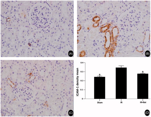 Figure 5. ICAM-1 expression in rat renal tissues of different experimental groups after renal ischemia–reperfusion injury and the results of semi-quantitative analyses. (Magnification, ×400 in A–C.) Expression of ICAM-1 after ischemia–reperfusion was increased and decreased after administration of Bai (one-way ANOVA test; a p <  0.05; compared with the IR group; n = 8).