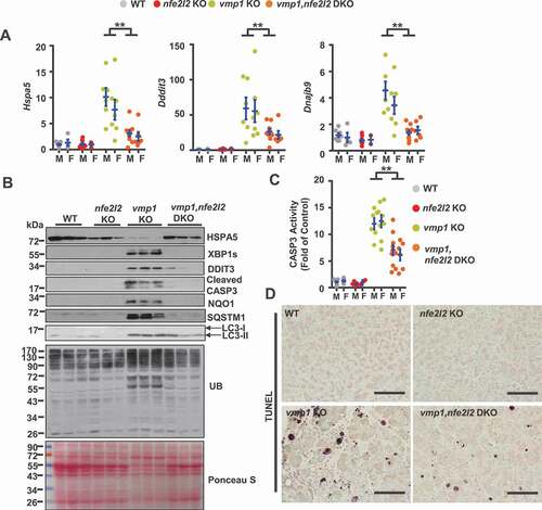 Figure 7. Deletion of nfe2l2 ameliorates vmp1 deficiency-induced ER stress and cell death. Two-months-old Tg(Cela1-cre/ERT)/BAC-Ela-Cre−; Vmp1f/f (Vmp1 WT), Tg(Cela1-cre/ERT)/BAC-Ela-cre+; vmp1f/f (vmp1 KO), Tg(Cela1-cre/ERT)/BAC-Ela-cre−; Vmp1f/f nfe2l2 KO (nfe2l2 KO), Tg(Cela1-cre/ERT)/BAC-Ela-cre+; vmp1f/f nfe2l2 KO (vmp1 nfe2l2 DKO) mice were injected with tamoxifen (75 mg/kg) once a day for consecutive 3 days, and these mice were sacrificed 5 days after the last injection of tamoxifen. (A) Immunoblotting analysis using total pancreatic lysates from indicated genotypes of mice. (B) CASP3 activities were determined using total pancreatic lysates from indicated genotypes of mice. Data shown are mean ± SE (n = 5–13). **p < 0.01; One-way ANOVA analysis. (C) Representative images of TUNEL staining are shown. Scale bar: 100 µm.