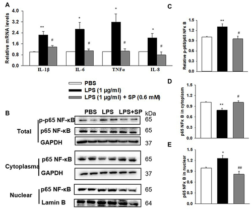 Figure 5 SP blocks LPS-stimulated inflammation and NF-κB activation in HPMECs. HPMECs were stimulated with LPS (1 μg/mL) for 2 h, followed by treated with SP (0.6 mM) for 24 h. (A) mRNA levels of inflammatory cytokines. (B) Representative images of Western blots. (C) Level of p65 NF-κB phosphorylation. (D) Content of p65 NF-κB in cytoplasm. (E) Content of p65 NF-κB in nuclear. *P<0.05 vs PBS; **P<0.01 vs PBS; #P<0.05 vs LPS; ##P<0.01 vs LPS. Values are mean ± SE, n=3 per group.