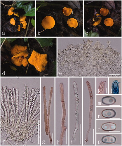 Figure 2. Acervus epispartius (HKAS 107301). (a–d) Typical mature specimens. (e) Receptacle surface of pileus in 5% KOH. (f) Asci and paraphyses in 5% KOH. (g, h) Paraphyses in Congo red. (i, j) Asci. (j Asci in Congo red.). (k, l) Apexes of asci. (k Apex in Congo red. l Apex in Cotton blue.). m-p Ascospores. Scale bars: e–f = 50 μm. g–h = 20 μm. i–j = 30 μm. k–p = 5 μm.