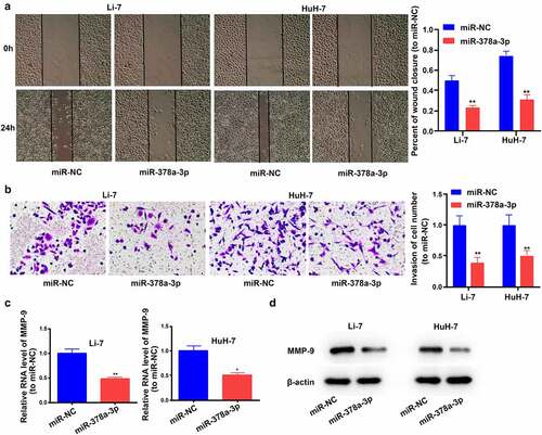 Figure 5. miR-378a-3p overexpression reduced HCC cell invasion and migration. (A) A wound healing assay was performed to investigate cell migration. (B) Transwell assay was employed to investigate cell invasion status. (C) The mRNA level of MMP-9 was detected in HCC cells using qRT-PCR. (D) The protein level of MMP-9 was detected in HCC cells. Data were shown as mean ± SD from three independent experiments. *P < 0.05 and **P < 0.01.