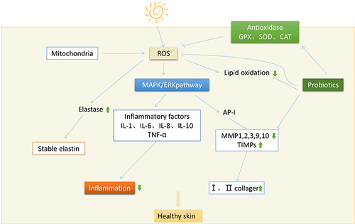 Figure 2 The role of probiotics against skin photoaging through multiple pathways.