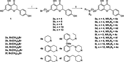 Scheme 1. Synthesis of 7-O-modified naringenin derivatives 5a–5j. Reagents and conditions: (i) Br(CH2)nBr (2b–2f), K2CO3, CH3CN, 65 °C, 8–12 h; (ii) R1R2NH (4a–4f), K2CO3, CH3CN, 65 °C 6–10 h.
