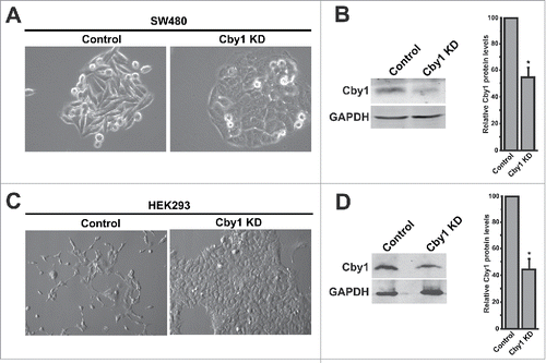 Figure 1. Cby1 KD alters morphology of SW480 and HEK293 cells. A., C. SW480 (A) or HEK293 (C) cell clones stably expressing control scrambled shRNA or Cby1 shRNA were seeded at the equal density (100 cells/well in 6-well plates), and 7 d later, phase-contrast micrographs were taken. B., D. (Left) Cell lysates were subjected to western blotting with Cby1 and GAPDH (loading control) antibodies to examine the efficiency of Cby1 KD. (Right) The band intensity of Cby1 was quantified and normalized to that of GAPDH. The results are expressed as mean ± SEM from at least 3 independent experiments. The control scrambled shRNA is set as 100. * P < 0.05.