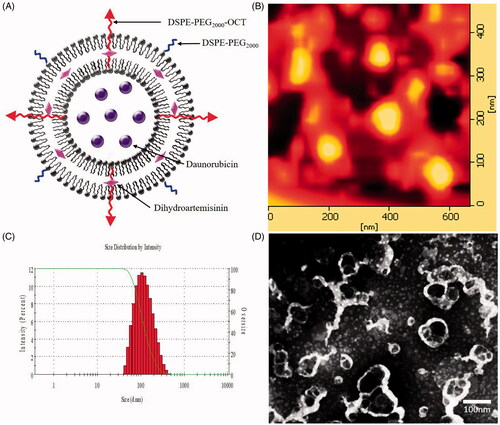 Figure 2. Characterization of OCT-modified daunorubicin plus dihydroartemisinin liposomes. (A) A schematic representation of OCT-modified daunorubicin plus dihydroartemisinin liposomes, (B) AFM image of OCT-modified daunorubicin plus dihydroartemisinin liposomes, (C) size distribution of OCT-modified daunorubicin plus dihydroartemisinin liposomes, (D) TEM of OCT-modified daunorubicin plus dihydroartemisinin liposomes.