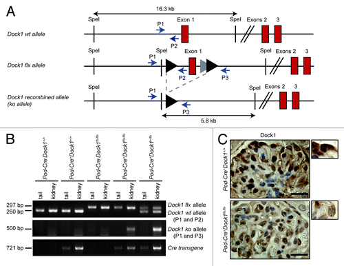 Figure 3. Podocyte-specific ablation of Dock1 expression. (A) Partial schematic representation of the Dock1 wt allele, the Dock1 flx allele and the Dock1 recombined (ko) allele after exposure to the Cre recombinase. Positions of PCR primers used for genotyping analyses are indicated. (B) PCR analyses using P1, P2, P3 and Cre primer sets on genomic DNA extracted from mice kidneys or tails of the indicated genotype. A recombined Dock1 flx allele (ko allele) is detected in the kidney of transgenic Pod-Cre+ mice. (C) IHC analyses showing the absence of Dock1 expression in the podocytes of Pod-Cre+Dock1flx/flx mice (Scale bar: 20 μm, 100x).