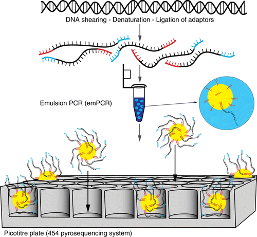 Figure 6  Schematic of Roche 454™ next-generation sequencing. A PCR reaction using primers with specifically designed adaptors is undertaken. These templates are bound to beads and amplified via emulsion PCR. Each bead is loaded into a picotitre plate and sequenced in parallel by flowing pyrosequencing reagents across the plate.